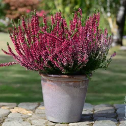 3 Bruyères d'été - Un tapis fleuri sans effort