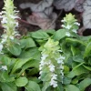 Bugle rampante Alba - Un tapis blanc sans effort