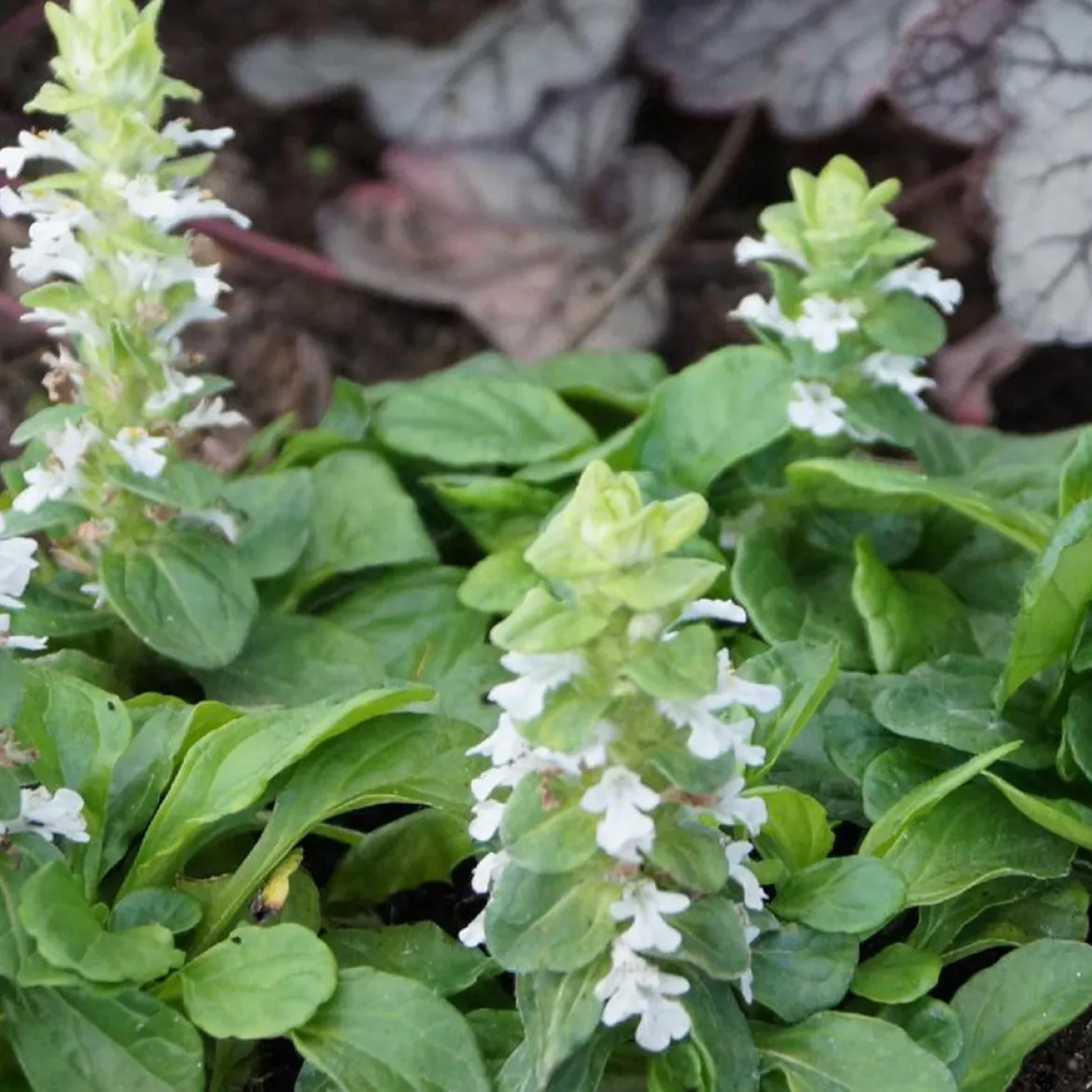 Bugle rampante Alba - Un tapis blanc sans effort