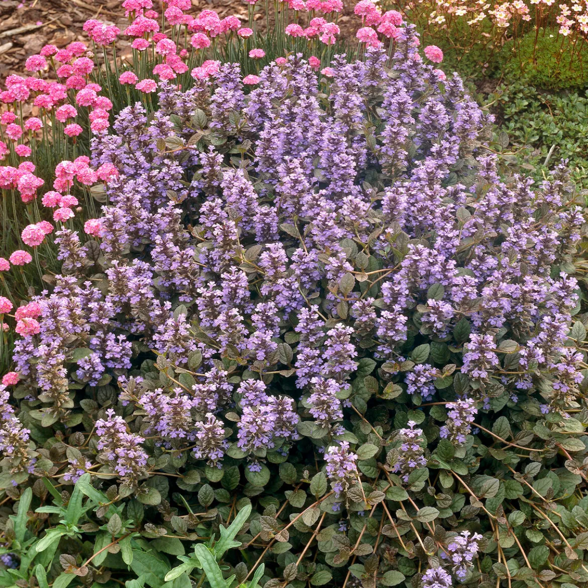 Bugle rampante Atropurpurea - Tapis pourpre sans effort