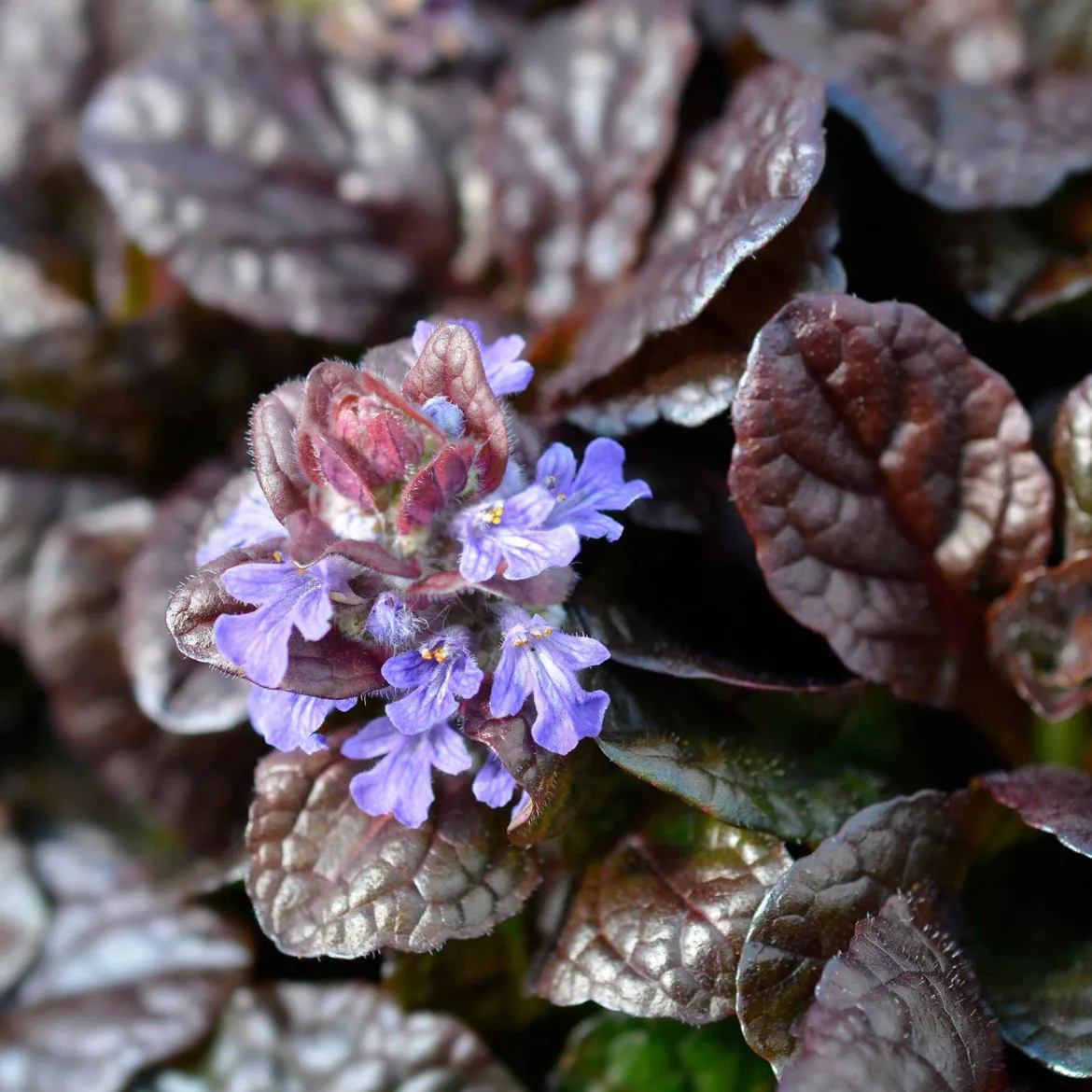 Bugle rampante Atropurpurea - Tapis pourpre sans effort