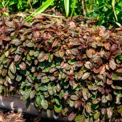 Bugle rampante Atropurpurea - Tapis pourpre sans effort