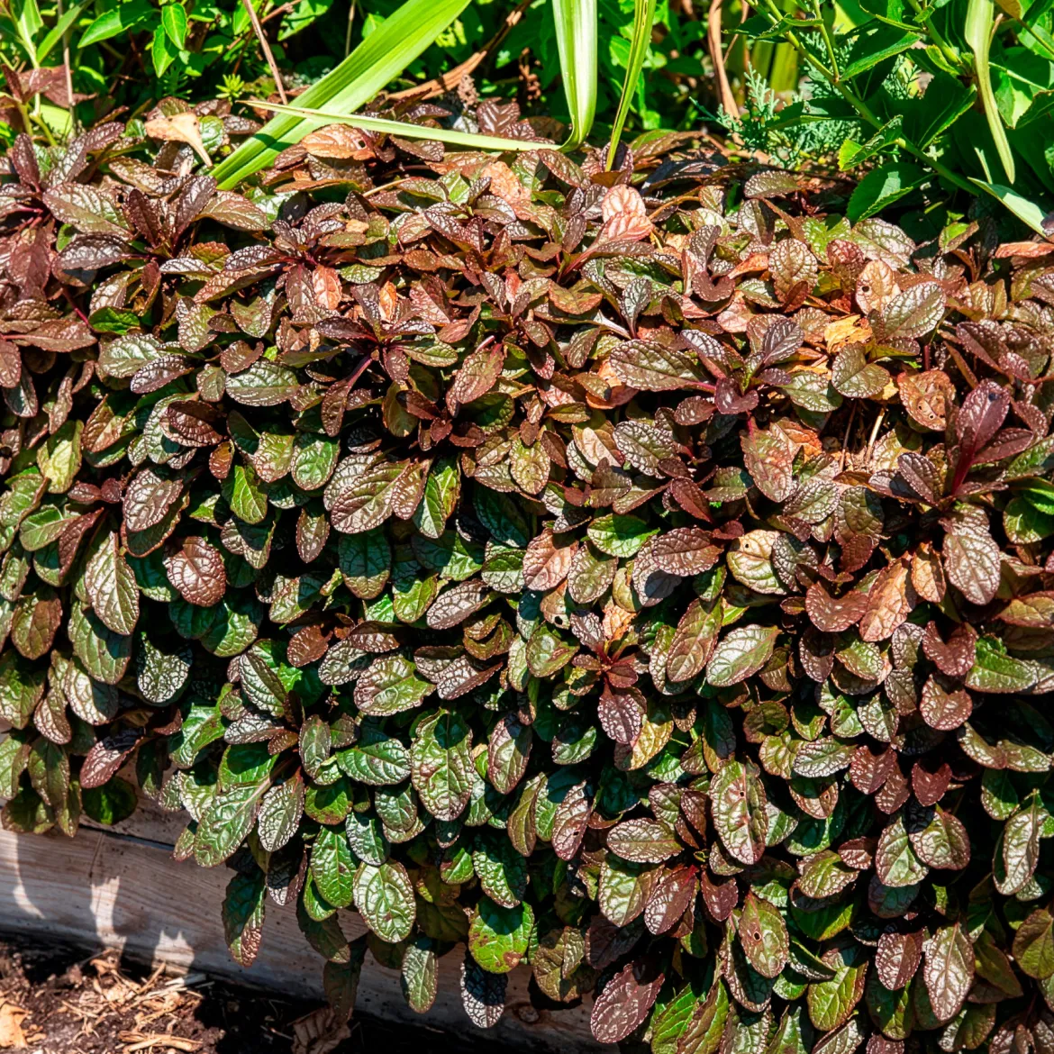 Bugle rampante Atropurpurea - Tapis pourpre sans effort