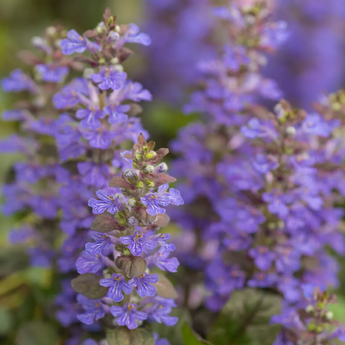 Bugle rampante Atropurpurea - Tapis pourpre sans effort