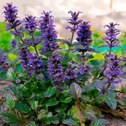 Bugle rampante Atropurpurea - Tapis pourpre sans effort