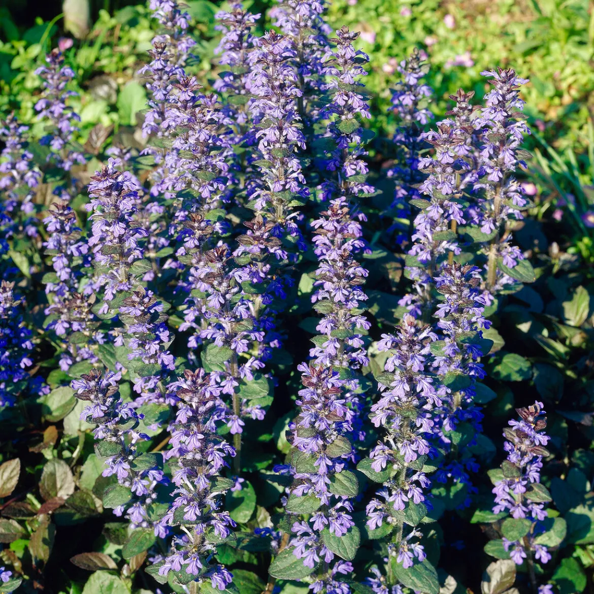 Bugle rampante Atropurpurea - Tapis pourpre sans effort