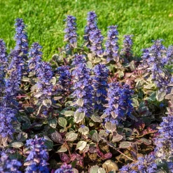 Bugle rampante Burgundy Glow - Un tapis coloré sans effort