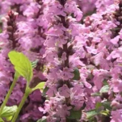 Bugle rampante Purple Torch - Un tapis fleuri sans effort