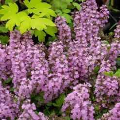 Bugle rampante Rosea - Un tapis rose sans effort
