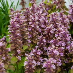 Bugle rampante Rosea - Un tapis rose sans effort