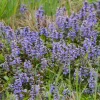 Bugle rampante - Tapis fleuri sans effort