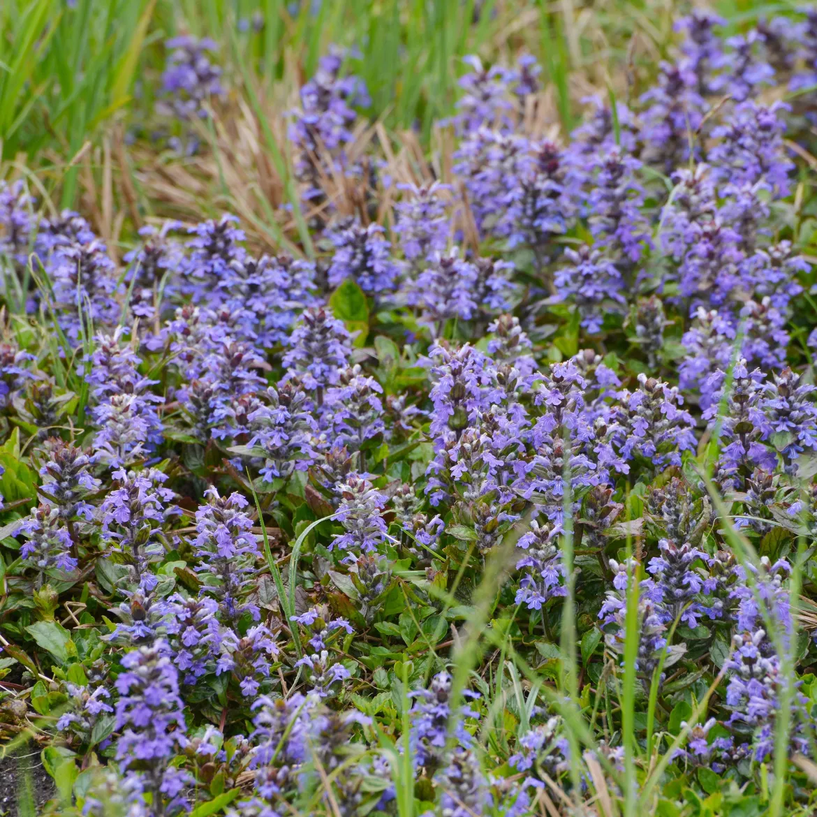 Bugle rampante - Tapis fleuri sans effort