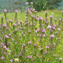 Bugrane épineuse - Le rose sauvage qui dure