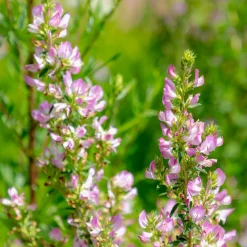 Bugrane épineuse - Le rose sauvage qui dure