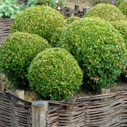 Buis boule - Une boule verte toute l'année