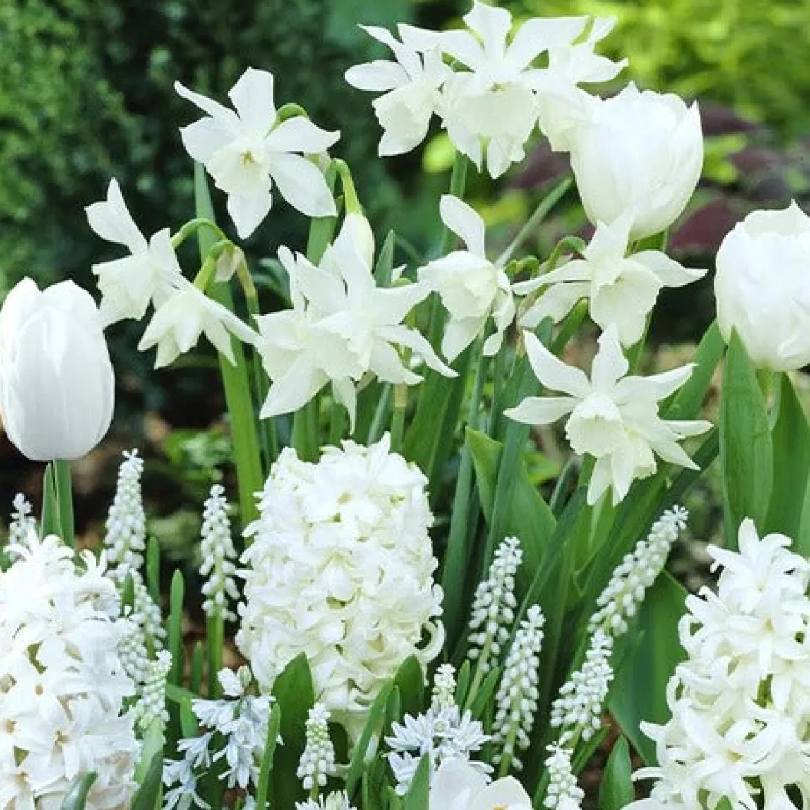 35 Bulbes de fleurs Bordure Blanche en mélange - Bordure blanche tout le printemps