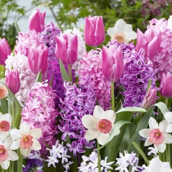 35 Bulbes de fleurs Bordure Rose en mélange - Une bordure rose sans effort