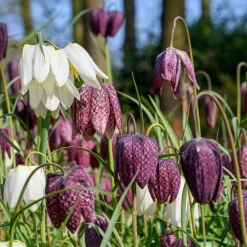 70 Bulbes de fleurs Butterfly Food en mélange - Un jardin nourricier fleuri