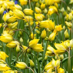 70 Bulbes de fleurs Butterfly Food en mélange - Un jardin nourricier fleuri