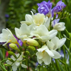 30 Bulbes de fleurs d'été en mélange - Un été fleuri sans effort