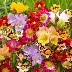 30 Bulbes de fleurs d'été en mélange - Un été fleuri sans effort