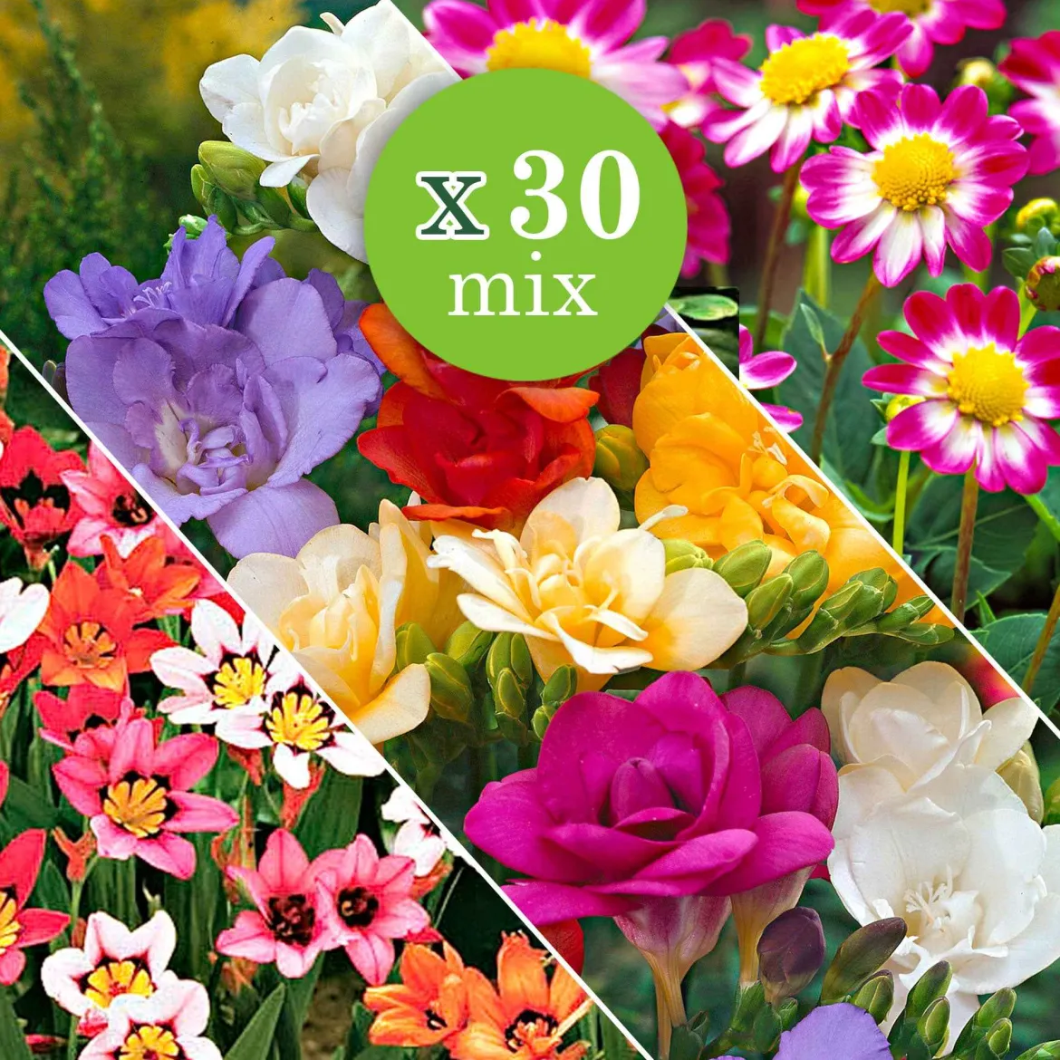 30 Bulbes de fleurs d'été en mélange - Un été fleuri sans effort