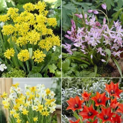 100 Bulbes de fleurs 6 Mois de Fleurs en mélange - 6 mois de fleurs sans effort