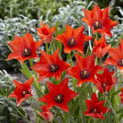 100 Bulbes de fleurs 6 Mois de Fleurs en mélange - 6 mois de fleurs sans effort