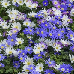 100 Bulbes de fleurs 6 Mois de Fleurs en mélange - 6 mois de fleurs sans effort