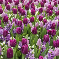 25 Bulbes de fleurs Royal Purple en mélange - Un massif violet clé en main