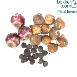 25 Bulbes de fleurs Royal Purple en mélange - Un massif violet clé en main