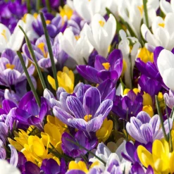 100 Bulbes de fleurs Running Wild en mélange - Un jardin fleuri sans effort
