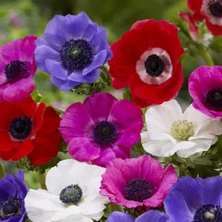 100 Bulbes de fleurs Running Wild en mélange - Un jardin fleuri sans effort