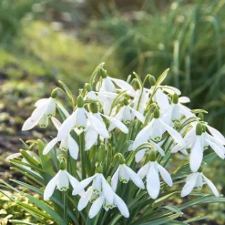 100 Bulbes de fleurs Running Wild en mélange - Un jardin fleuri sans effort