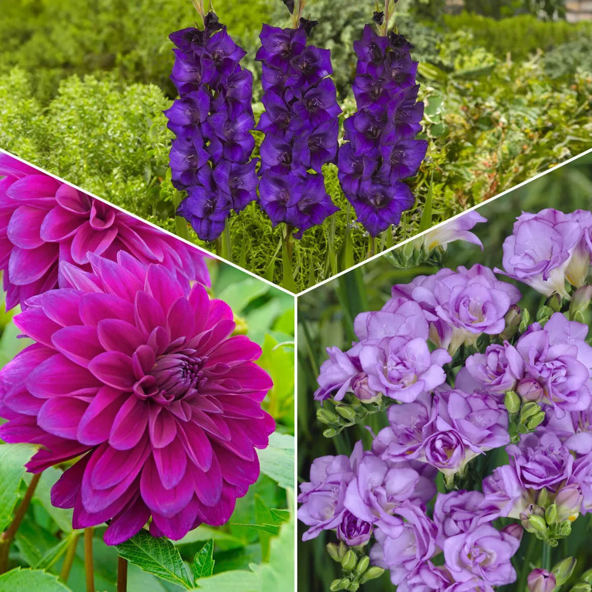 20 Bulbes de fleurs The Purple Bag en mélange - Une bordure violette express