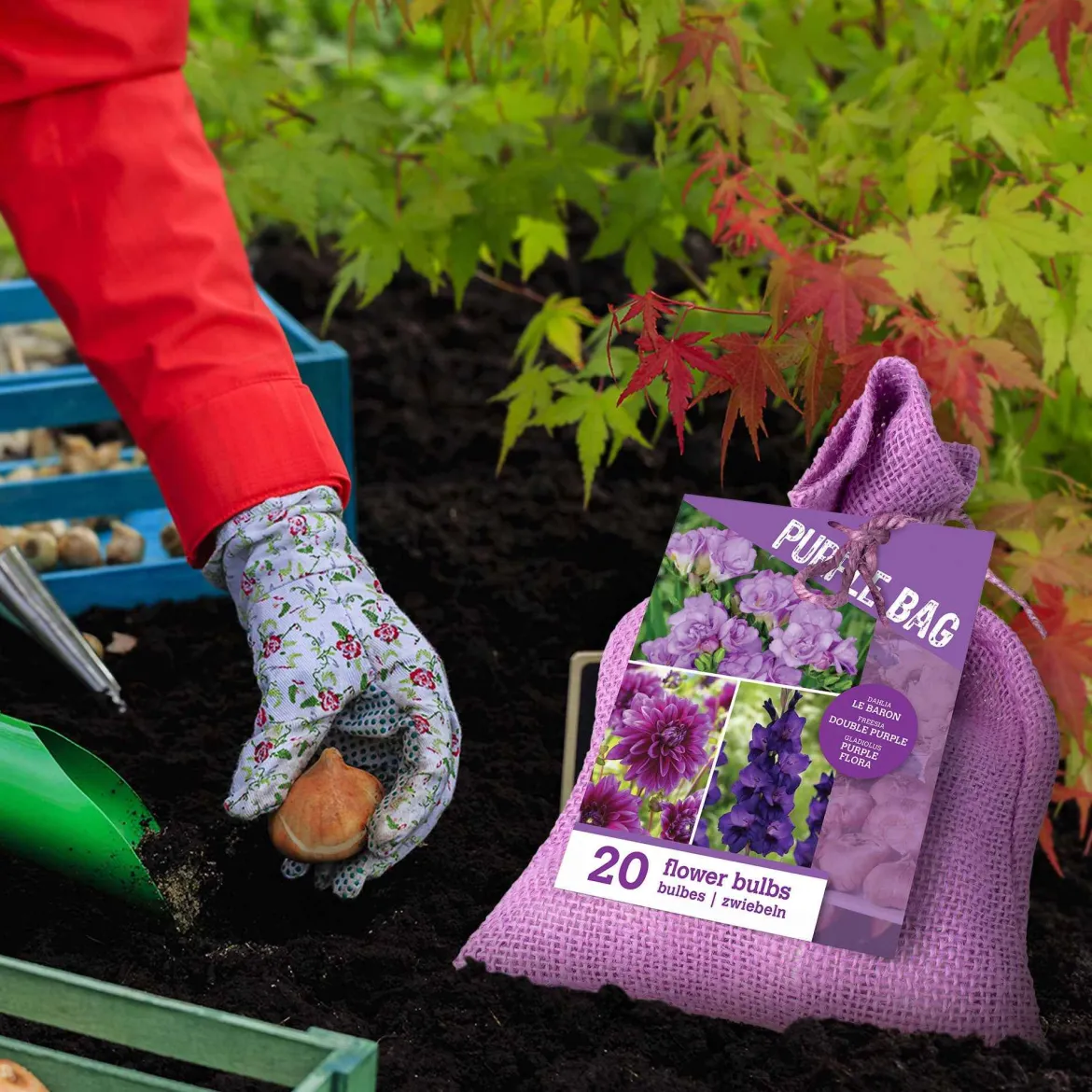 20 Bulbes de fleurs The Purple Bag en mélange - Une bordure violette express