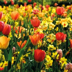 Bulbes de printemps pour massif jaune et orange - Un massif solaire au réveil