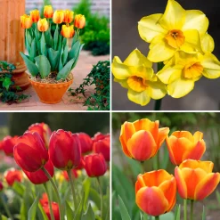 Bulbes de printemps pour massif jaune et orange - Un massif solaire au réveil