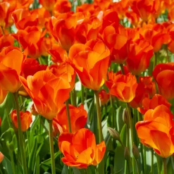 Bulbes de printemps pour massif jaune et orange - Un massif solaire au réveil