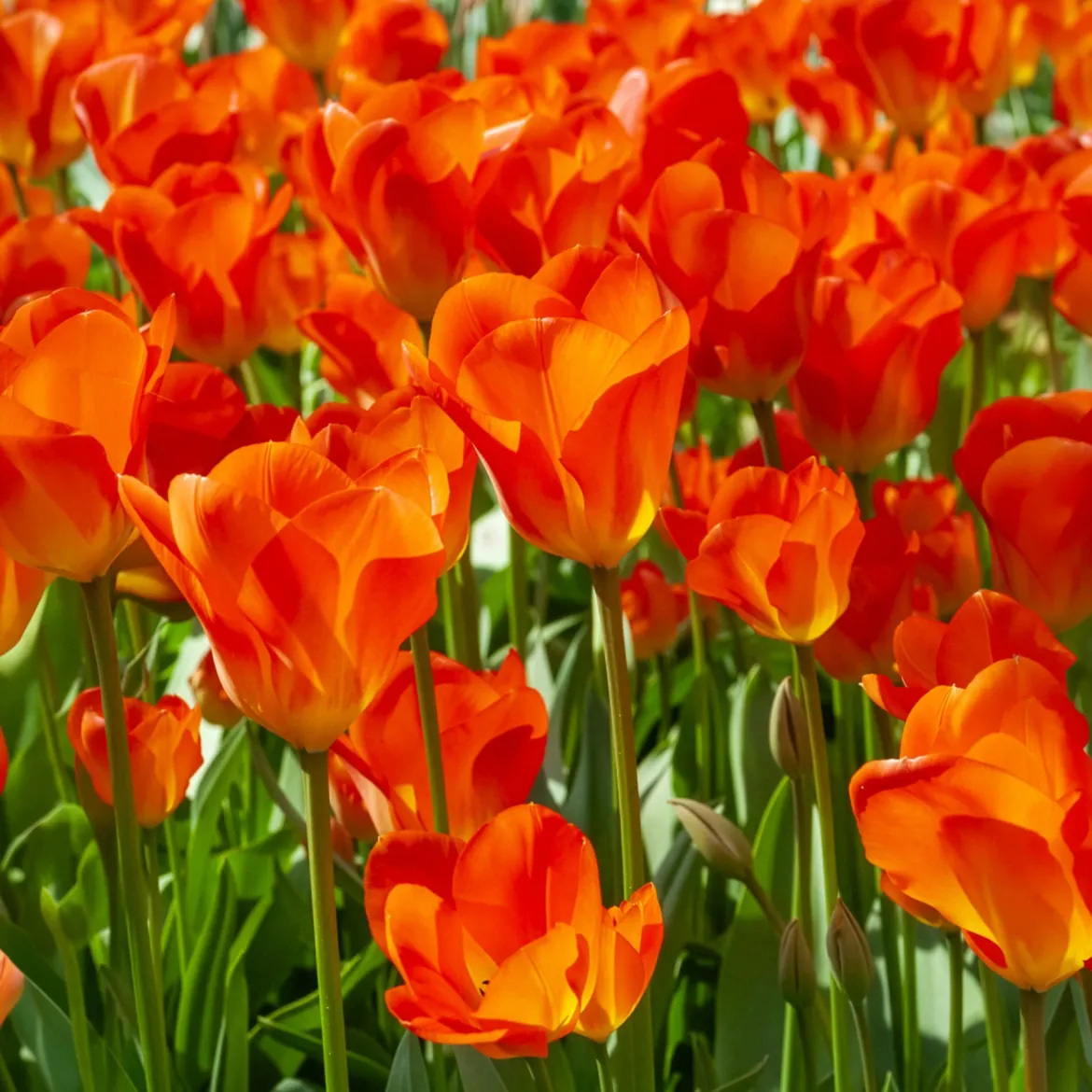 Bulbes de printemps pour massif jaune et orange - Un massif solaire au réveil