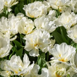 Bulbes de printemps pour massif rouge et blanc - Un massif rouge et blanc