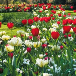 Bulbes de printemps pour massif rouge et blanc - Un massif rouge et blanc