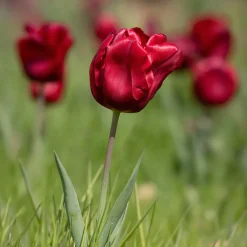 Bulbes de printemps pour massif rouge et blanc - Un massif rouge et blanc