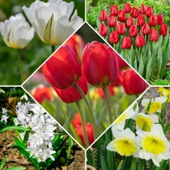 Bulbes de printemps pour massif rouge et blanc - Un massif rouge et blanc