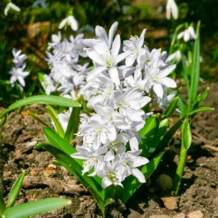 Bulbes de printemps pour massif rouge et blanc - Un massif rouge et blanc