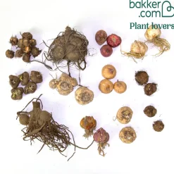 35 Bulbes d'été colorés en mélange - 1,5 m² - 1,5 m² fleuri tout l'été