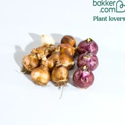 Bulbes à floraison printanière en mélange - Un printemps fleuri sans effort