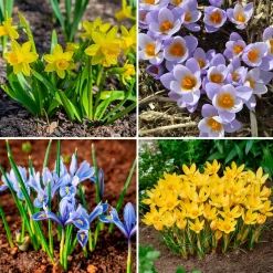 50 bulbes mellifères jaunes et mauves - Un jardin qui bourdonne de vie