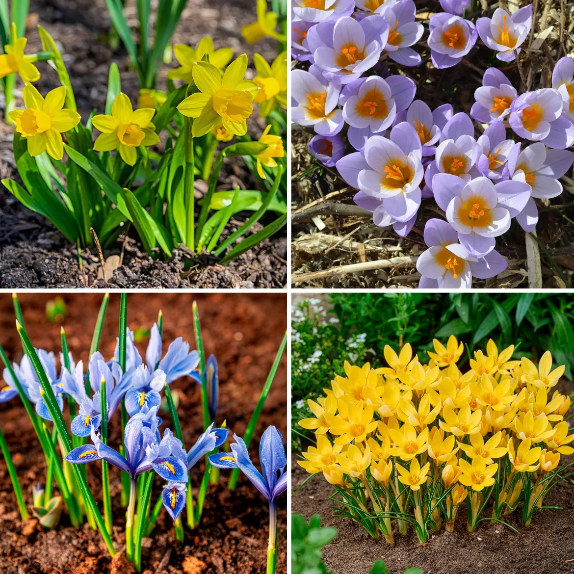 50 bulbes mellifères jaunes et mauves - Un jardin qui bourdonne de vie