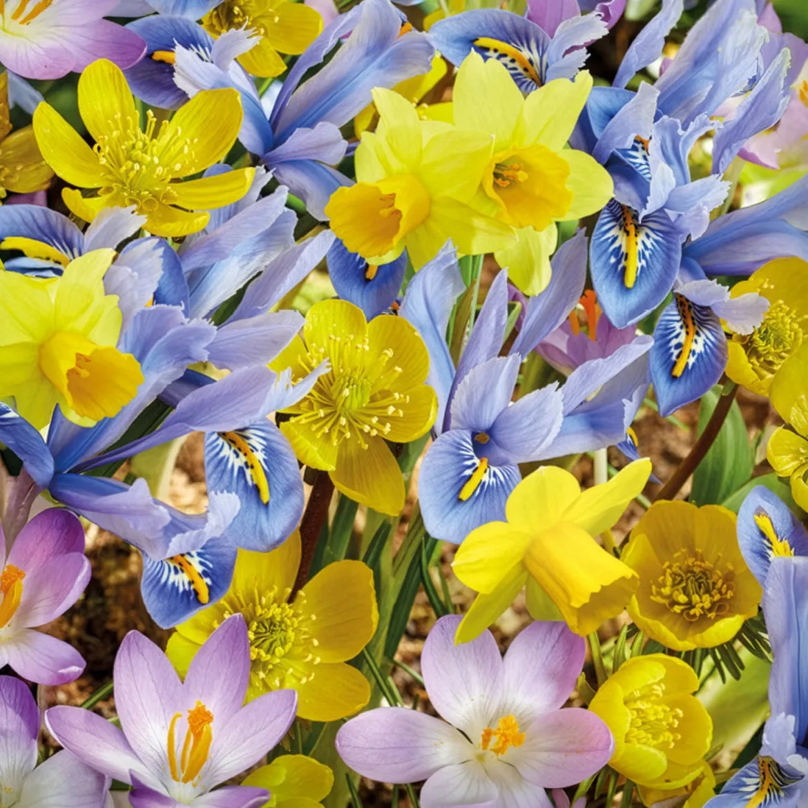 50 bulbes mellifères jaunes et mauves - Un jardin qui bourdonne de vie
